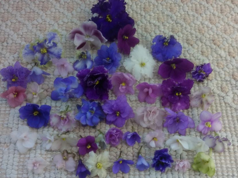 29 apr - A Violete Africane