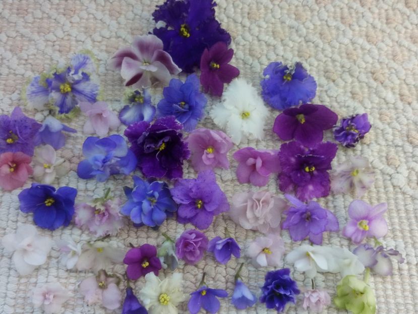 29 apr - A Violete Africane