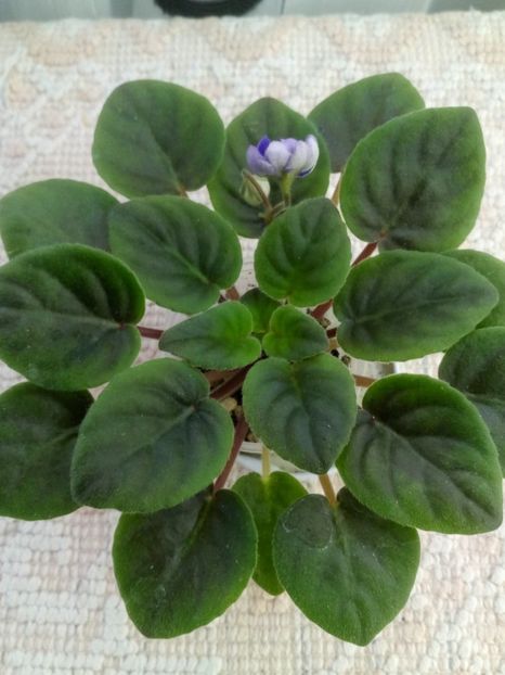 15 mai - ZZ LE Goluboy Potok