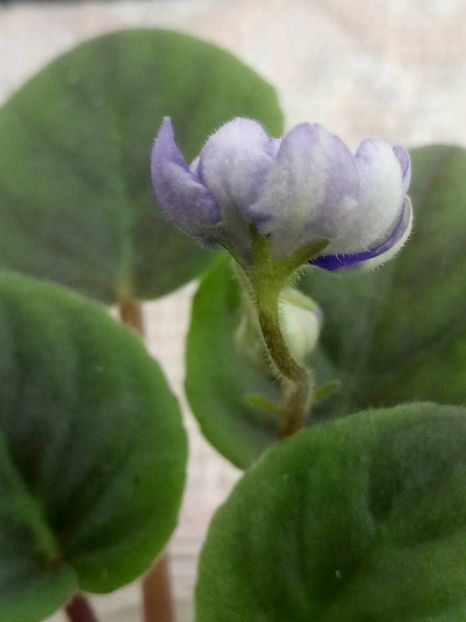 15 mai - ZZ LE Goluboy Potok