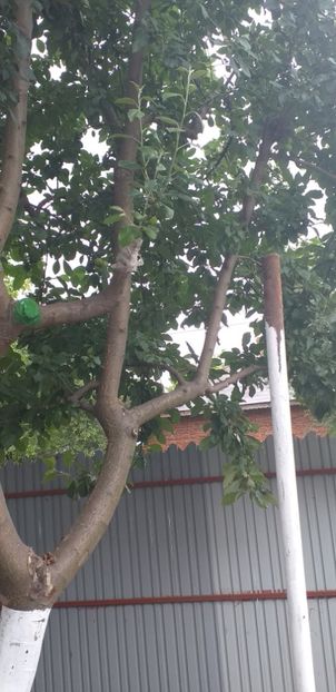  - Mar golden altoit 2020