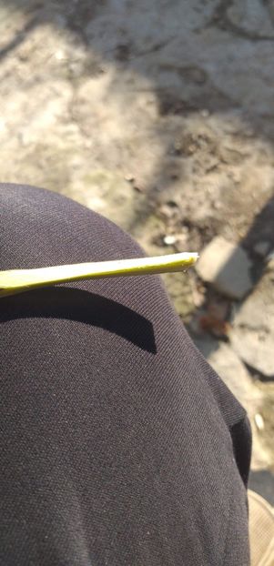 received_564961184364375 - Mar golden altoit 2020