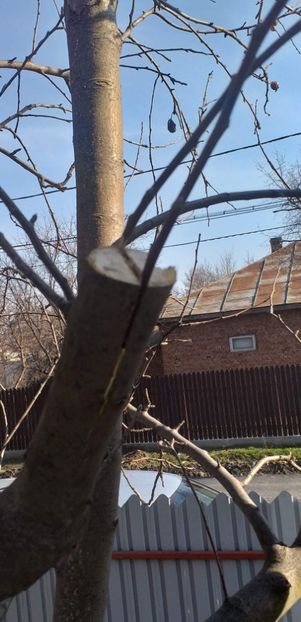 received_224167342045346 - Mar golden altoit 2020