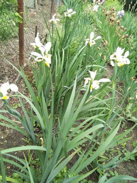 iris spuria - Iris 2020
