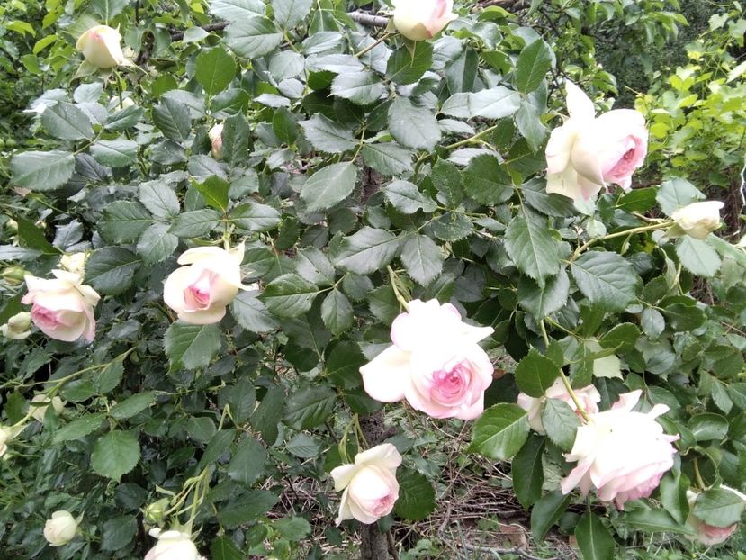 Eden Rose - Gradina primăvara 2020