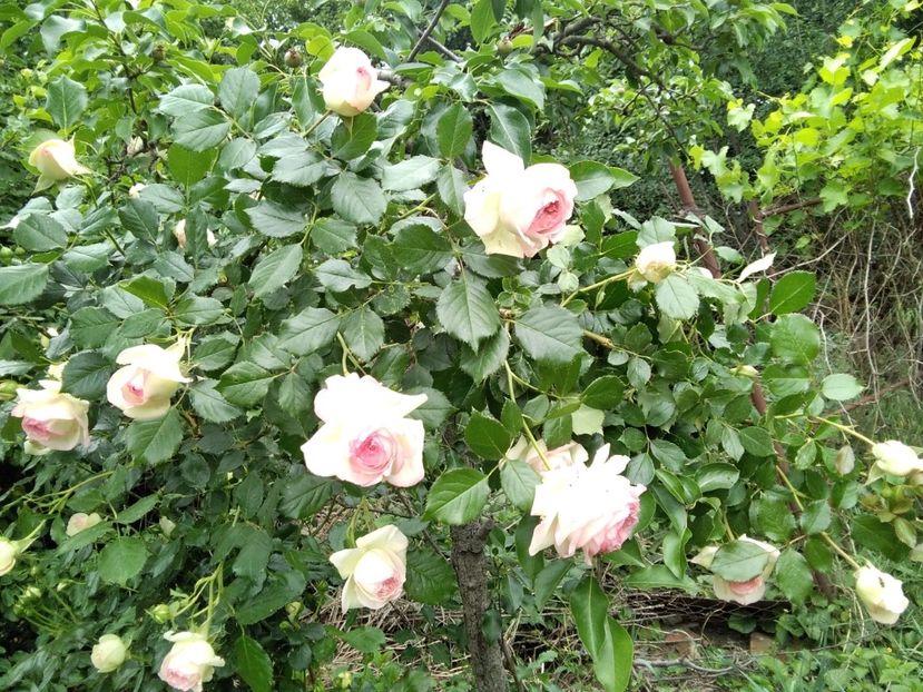 Eden Rose - Gradina primăvara 2020