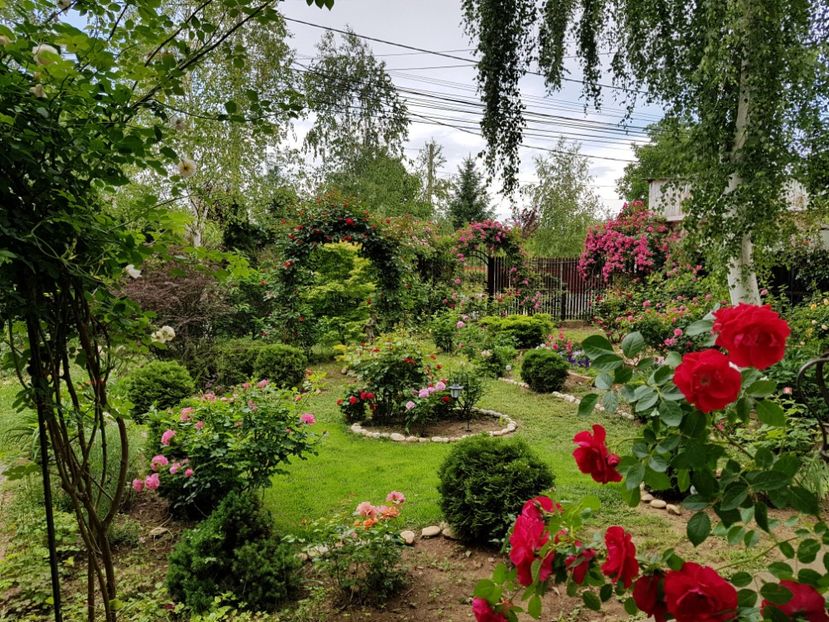  - 2020_Roze_Gradina Rozelor