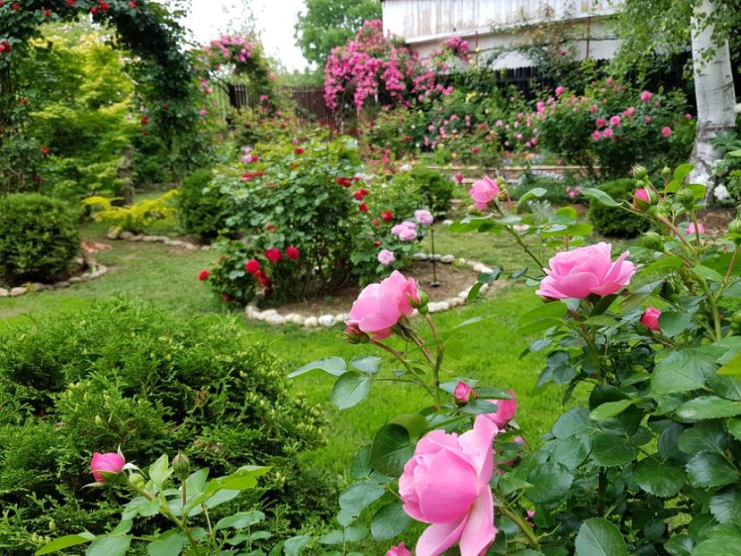  - 2020_Roze_Gradina Rozelor