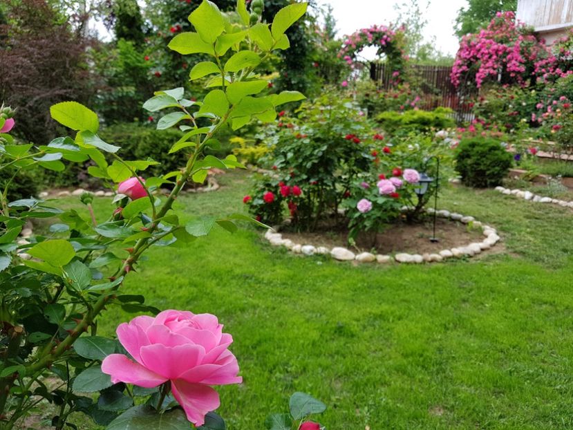  - 2020_Roze_Gradina Rozelor