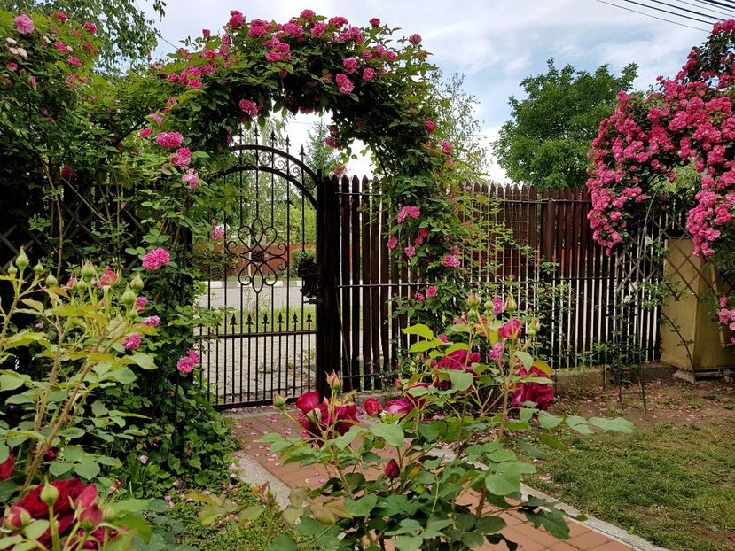  - 2020_Roze_Gradina Rozelor