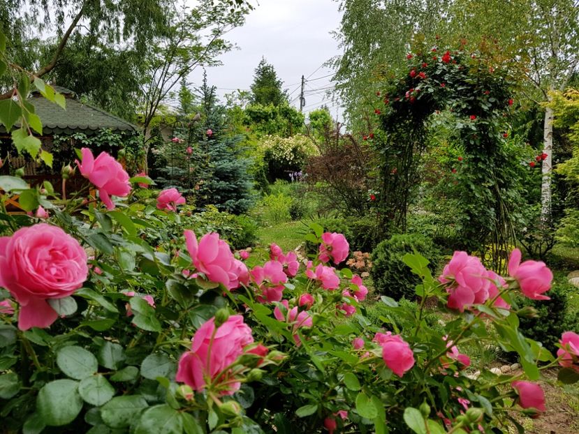  - 2020_Roze_Gradina Rozelor