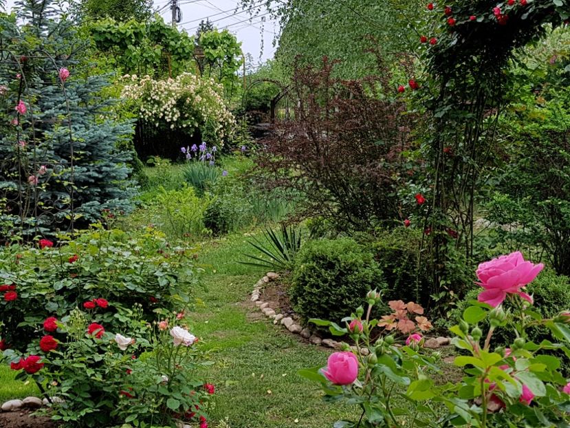  - 2020_Roze_Gradina Rozelor