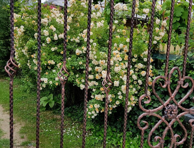  - 2020_Roze_Gradina Rozelor