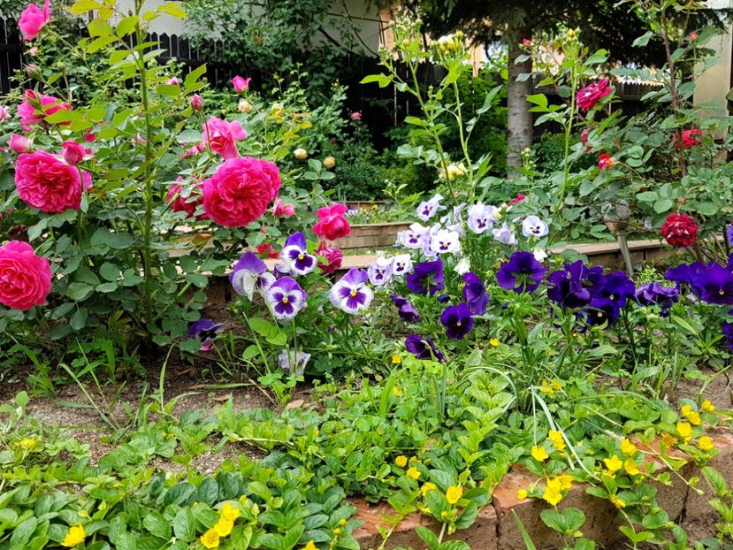  - 2020_Roze_Gradina Rozelor