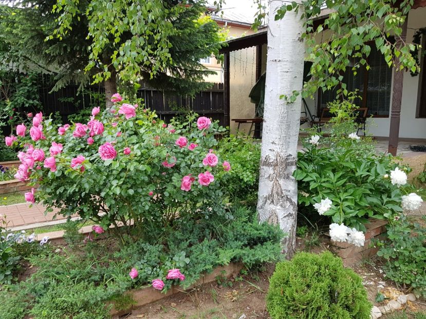  - 2020_Roze_Gradina Rozelor