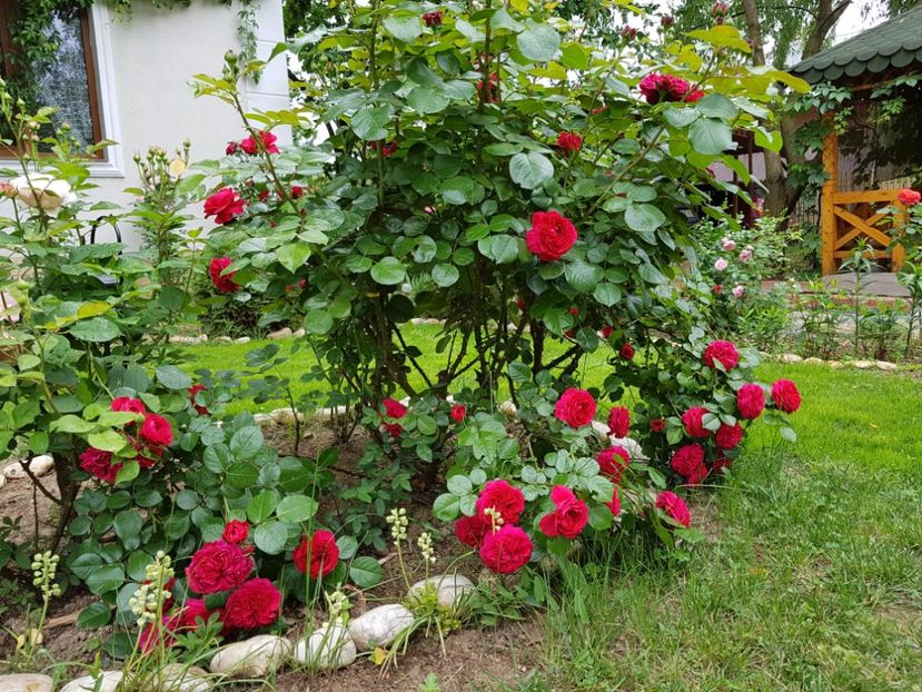  - 2020_Roze_Gradina Rozelor