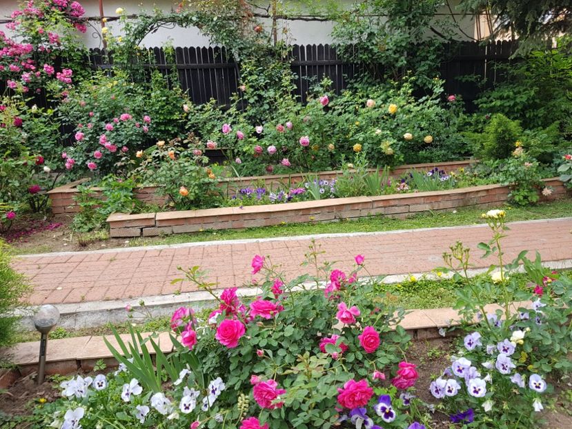  - 2020_Roze_Gradina Rozelor
