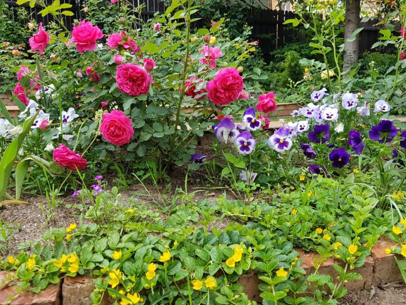  - 2020_Roze_Gradina Rozelor