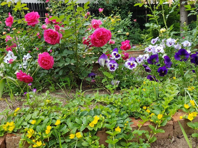  - 2020_Roze_Gradina Rozelor