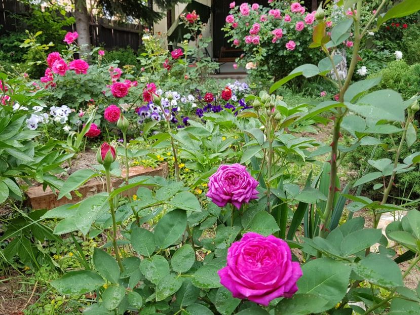  - 2020_Roze_Gradina Rozelor