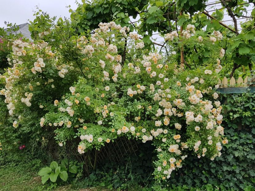  - 2020_Roze_Gradina Rozelor