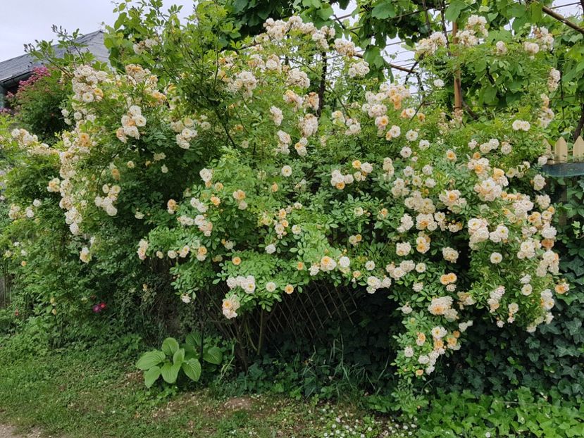  - 2020_Roze_Gradina Rozelor