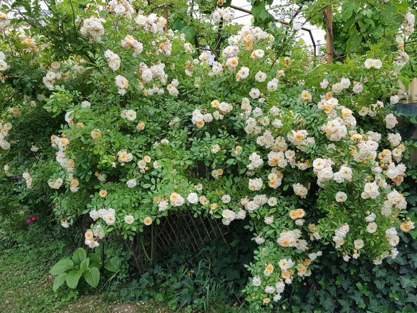  - 2020_Roze_Gradina Rozelor