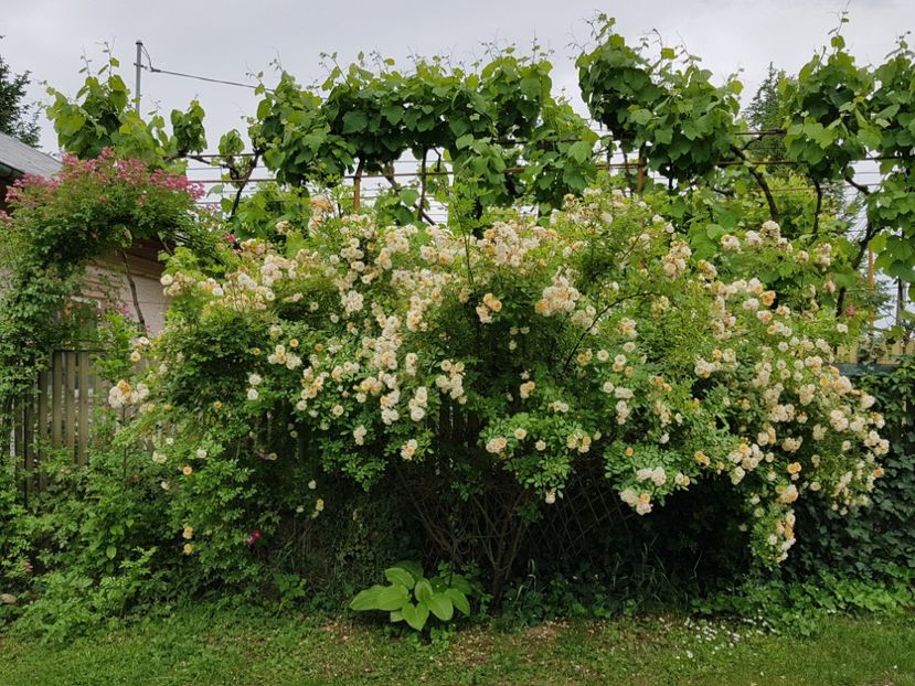  - 2020_Roze_Gradina Rozelor