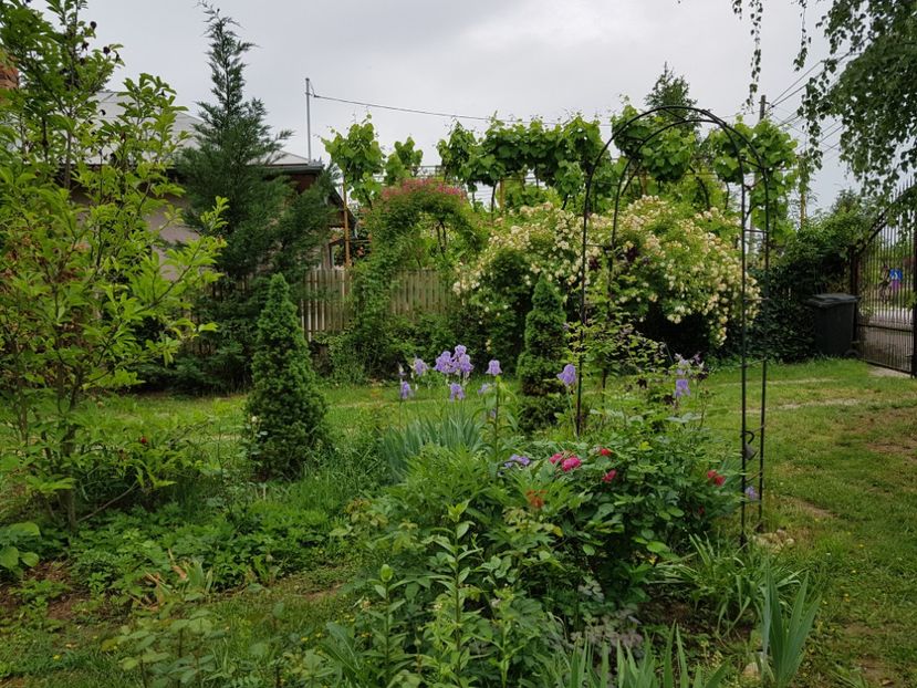  - 2020_Roze_Gradina Rozelor