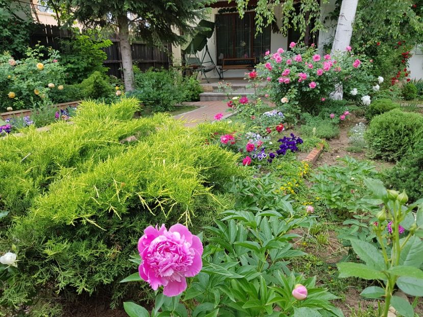  - 2020_Roze_Gradina Rozelor