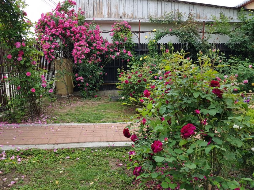  - 2020_Roze_Gradina Rozelor