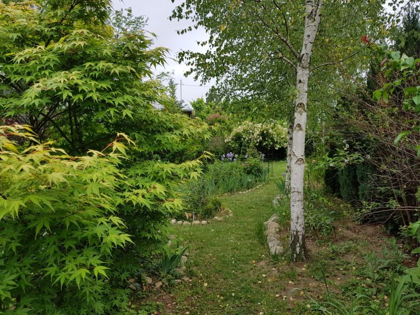  - 2020_Roze_Gradina Rozelor