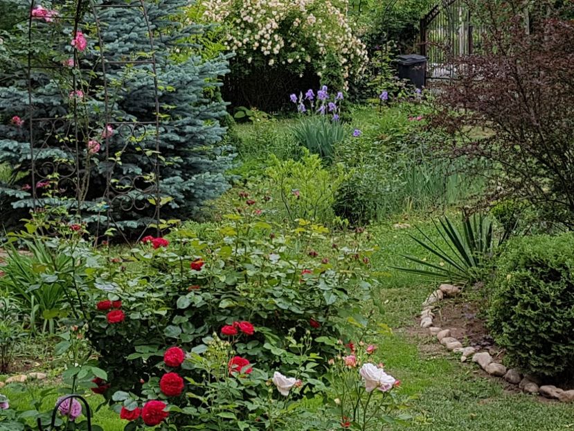  - 2020_Roze_Gradina Rozelor