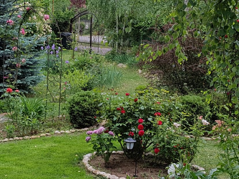  - 2020_Roze_Gradina Rozelor