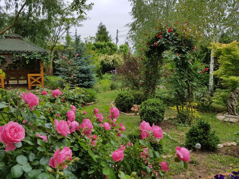  - 2020_Roze_Gradina Rozelor