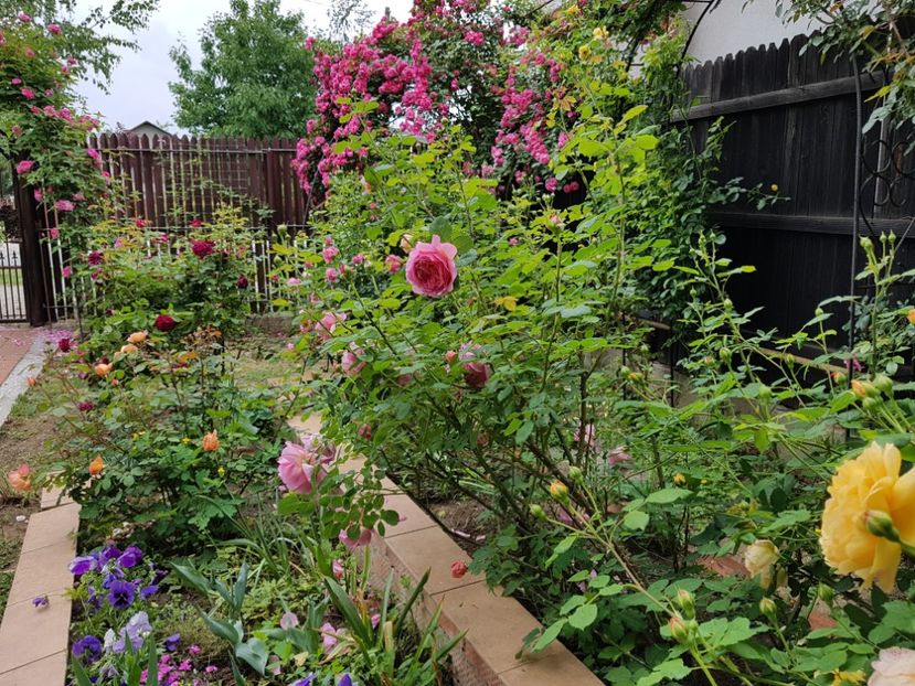  - 2020_Roze_Gradina Rozelor