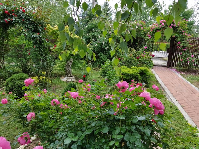  - 2020_Roze_Gradina Rozelor