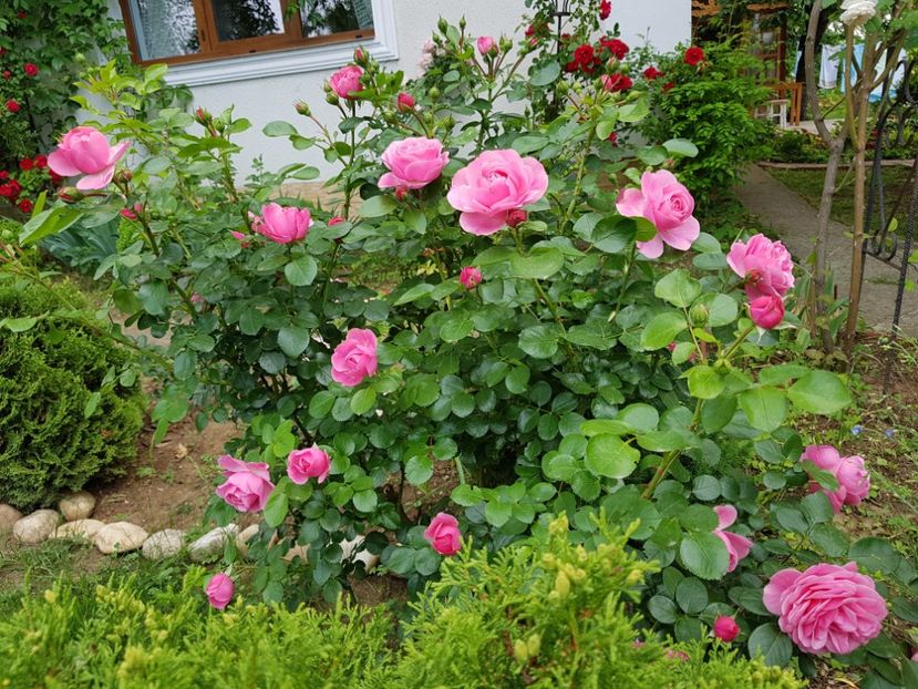  - 2020_Roze_Gradina Rozelor