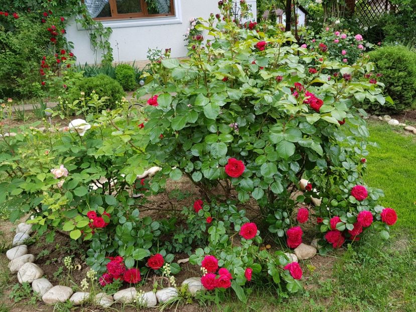  - 2020_Roze_Gradina Rozelor