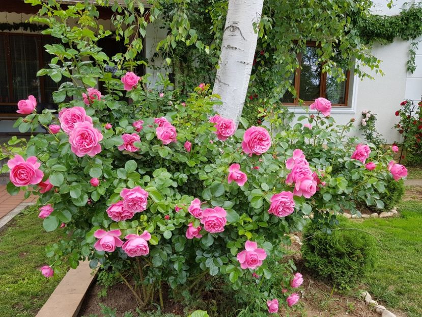  - 2020_Roze_Gradina Rozelor