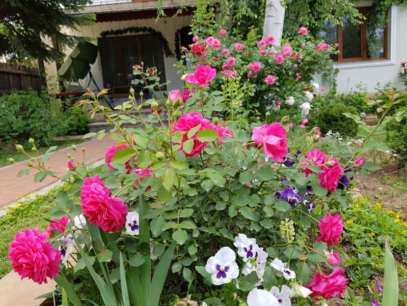  - 2020_Roze_Gradina Rozelor