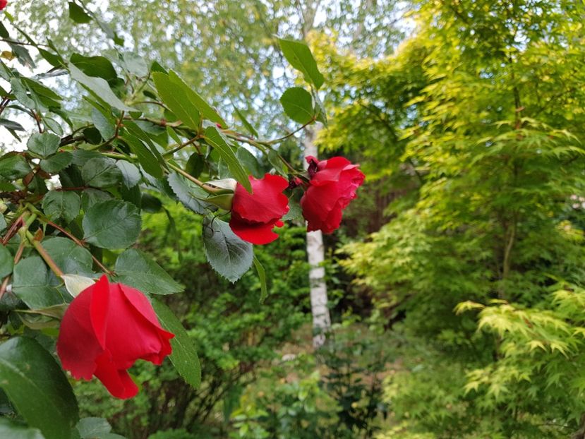  - 2020_Roze_Gradina Rozelor