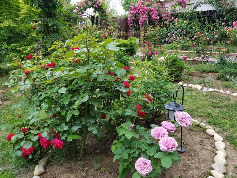  - 2020_Roze_Gradina Rozelor