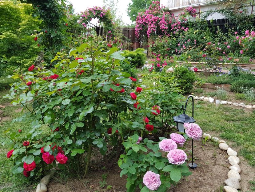  - 2020_Roze_Gradina Rozelor