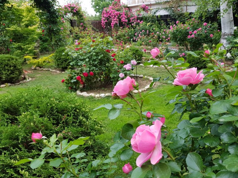  - 2020_Roze_Gradina Rozelor
