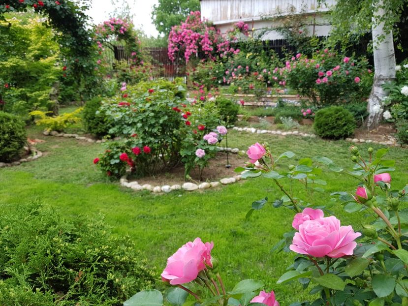  - 2020_Roze_Gradina Rozelor