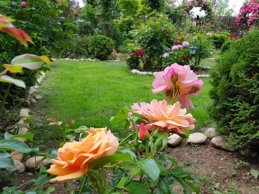  - 2020_Roze_Gradina Rozelor