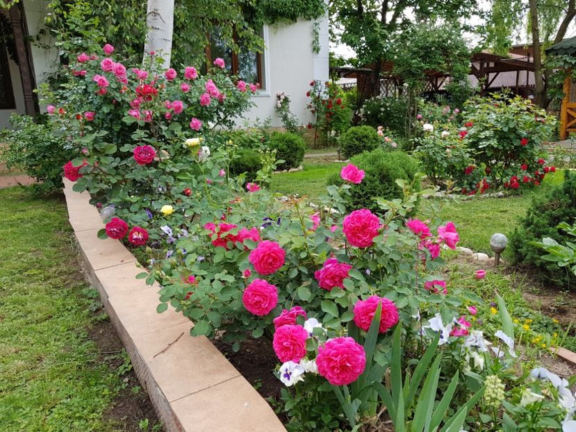  - 2020_Roze_Gradina Rozelor