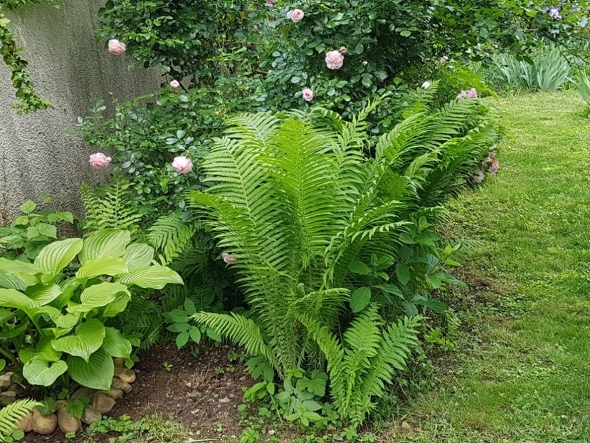  - 2020 Poiana Ciresului