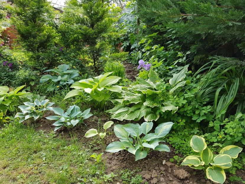  - 2020 Poiana Ciresului